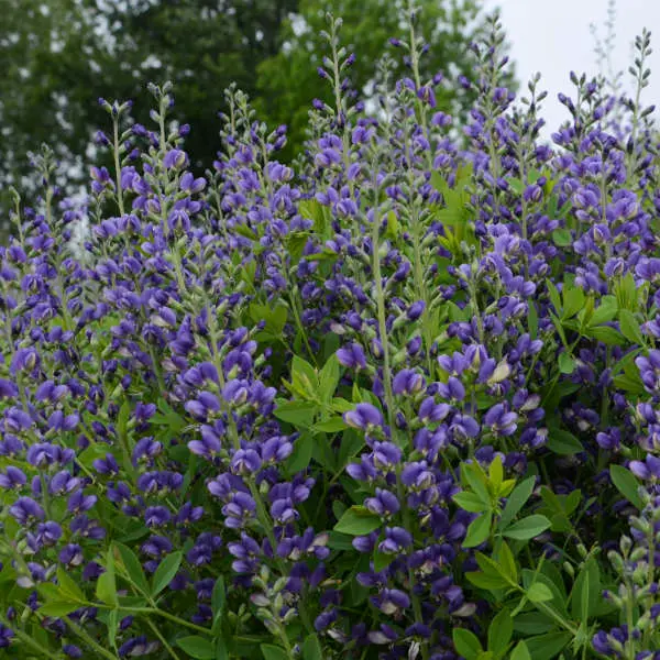 False Indigo Blueberry Sundae