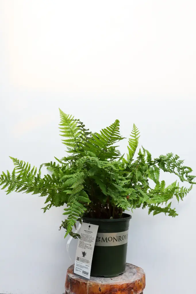 Fern Robust Male