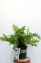 Fern Robust Male