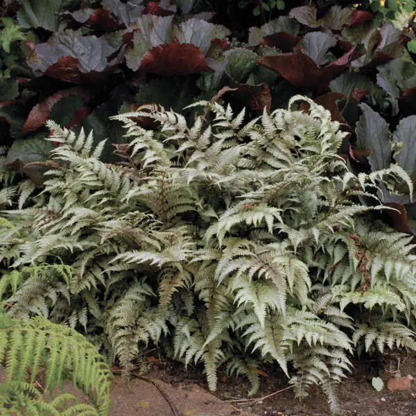 Fern Japanese Painted