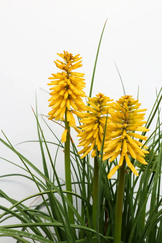 Red Hot Poker Solar Flare