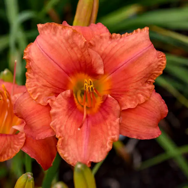 Daylily South Seas