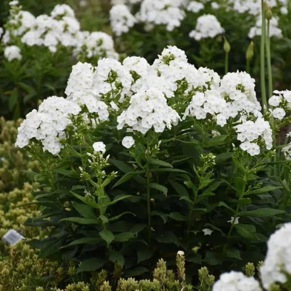 Phlox Garden Backlight