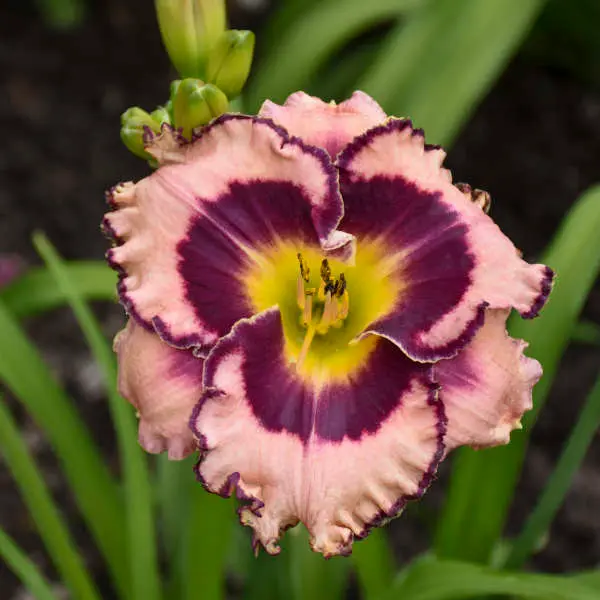 Daylily Sound of My Heart