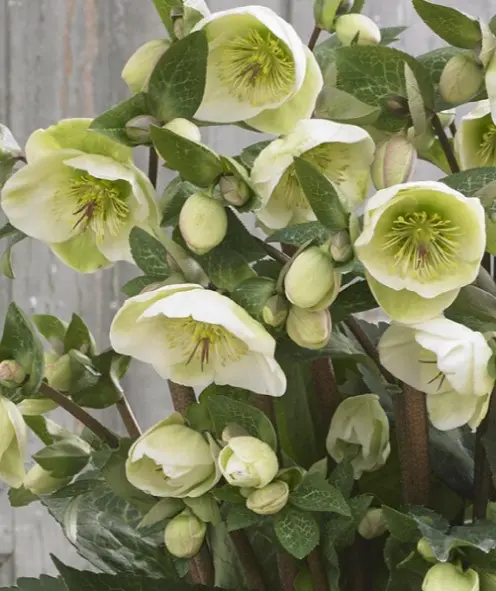 Hellebore Frostkiss Moondance