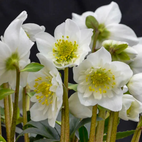 Hellebore Snowbells