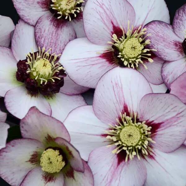 Hellebore French Kiss