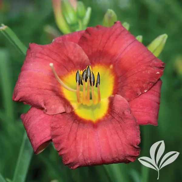 Daylily Kokomo Jamaica Sunrise