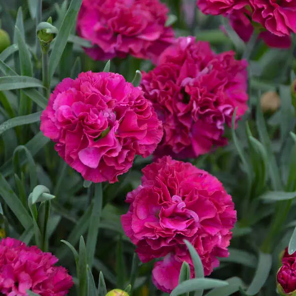 Dianthus Funky Fuchsia