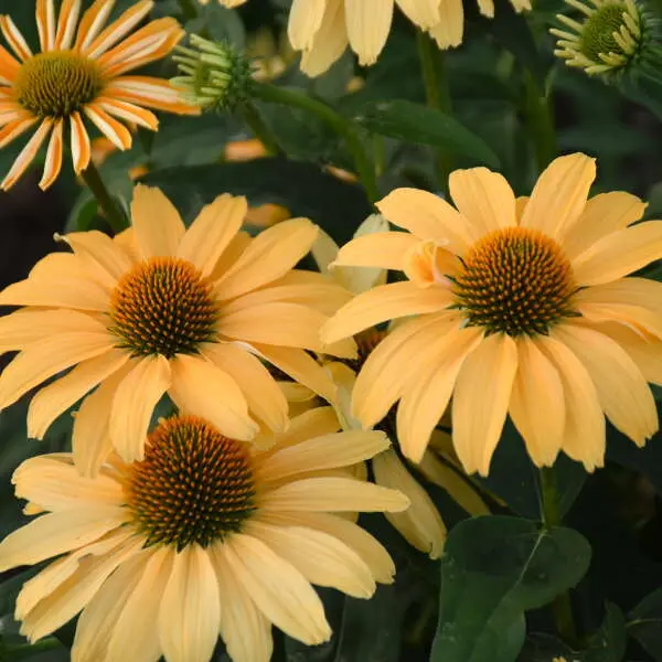 Coneflower One in a Melon
