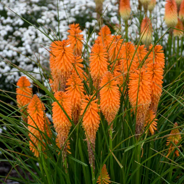 Red Hot Poker Orange Blaze