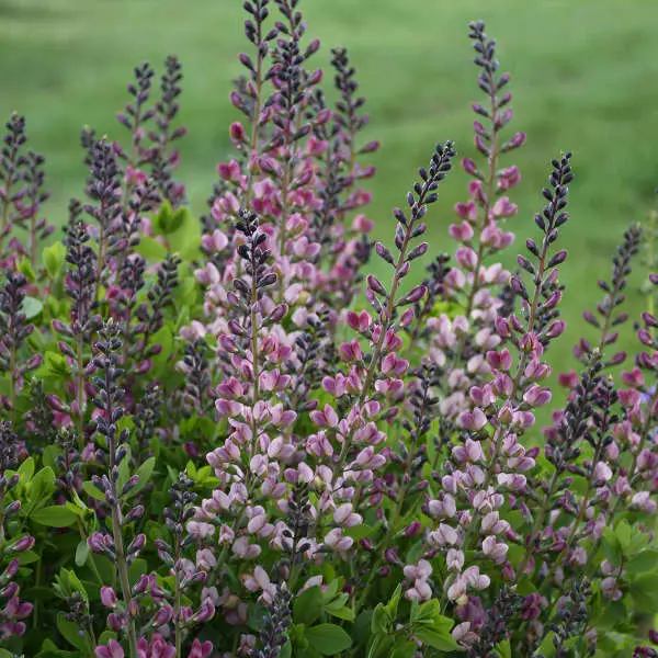 False Indigo Pink Truffles