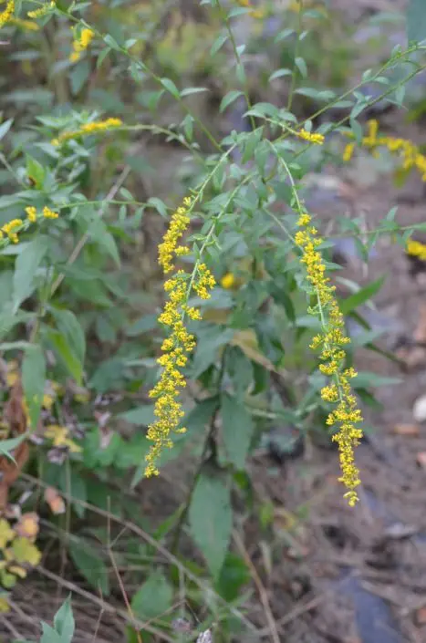 Goldenrod Elm Leaved - Native