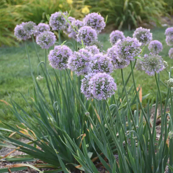 Ornamental Onion Bubble Bath