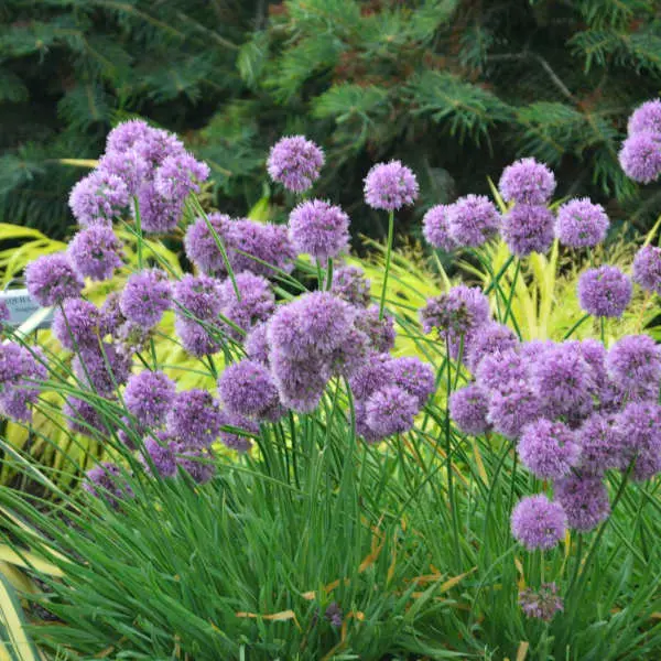 Ornamental Onion Medusa