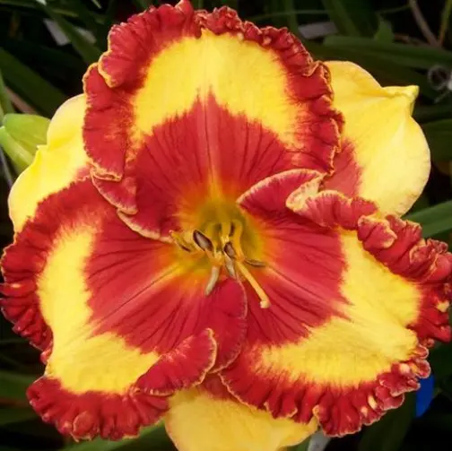 Daylily Band of Fire