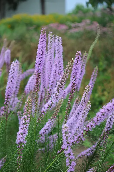 Blazing Star Prairie - Native