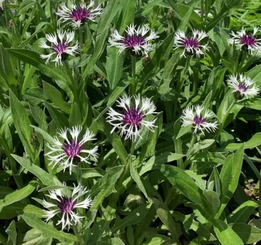 Bachelor's Button Amethyst in Snow