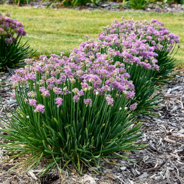 Ornamental Onion Pincushion