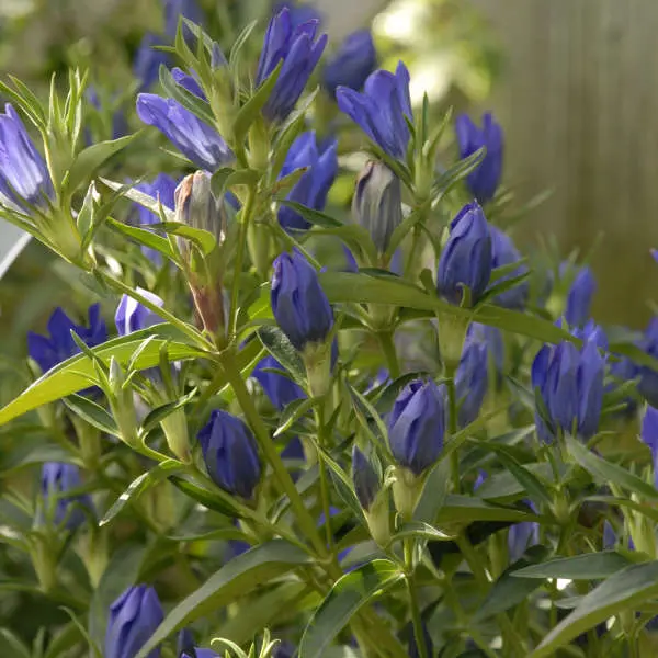 Gentian True Blue