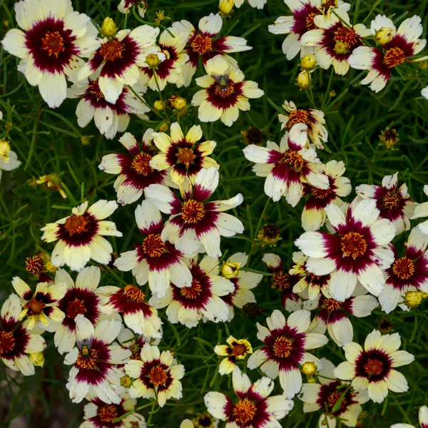 Coreopsis Red Hot Vanilla
