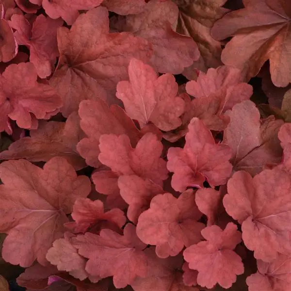 Coral Bells Carnival Cinnamon Stick