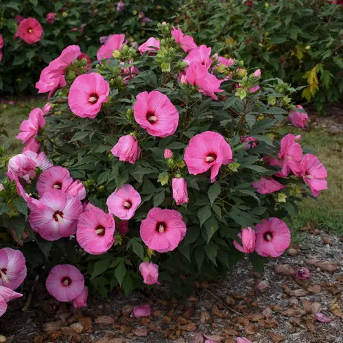 Hibiscus Candy Crush