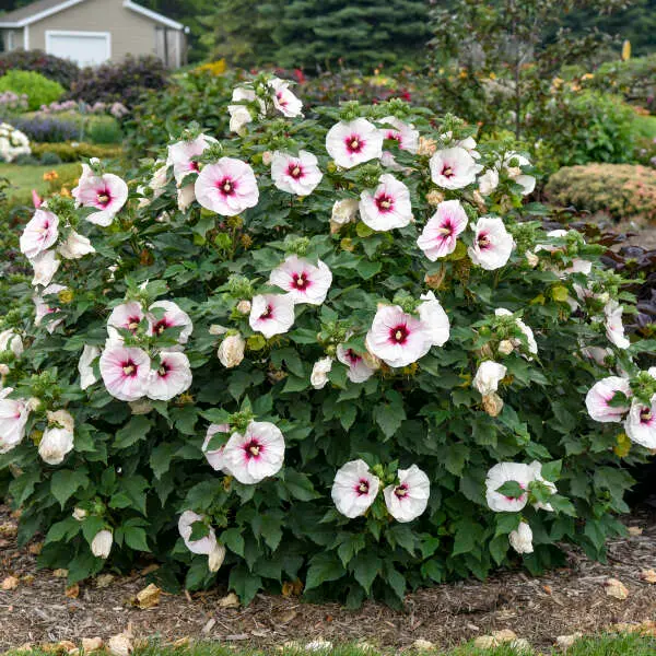 Hibiscus Angel Eyes