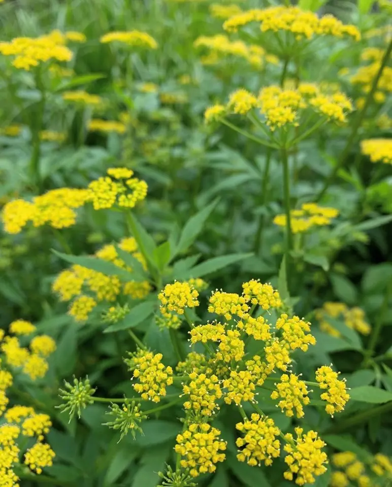 Golden Alexander - Native