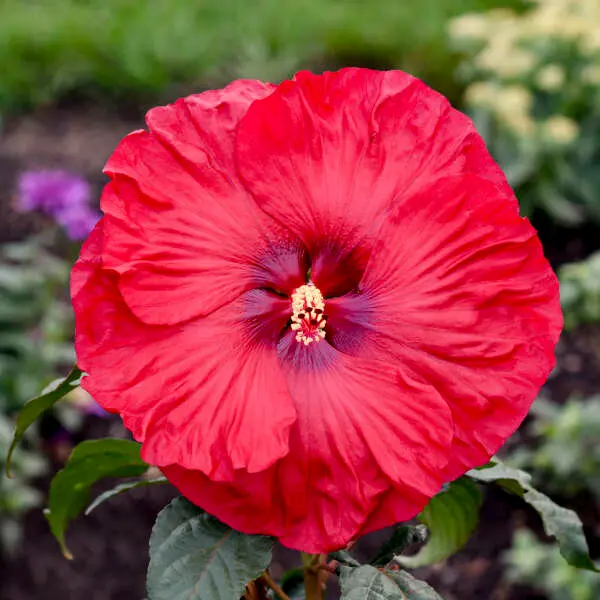 Hibiscus Valentine's Crush