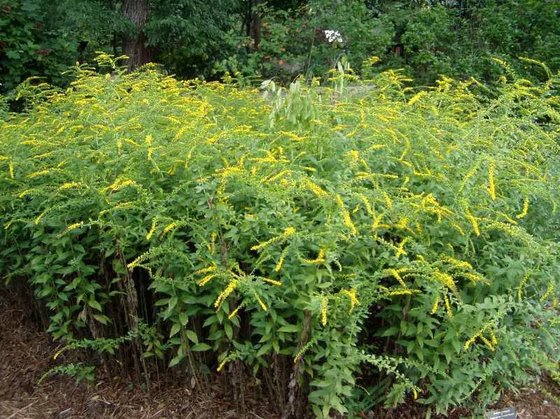 Goldenrod Fireworks