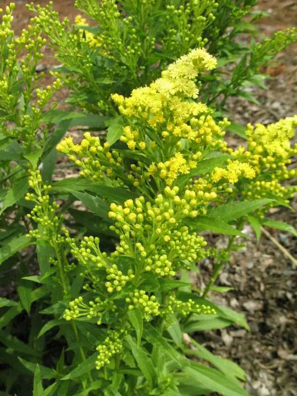 Goldenrod Dwarf Little Lemon