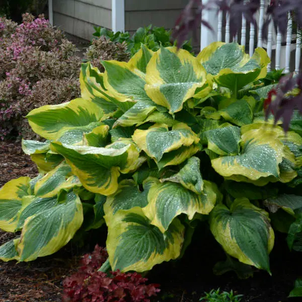 Hosta Seducer