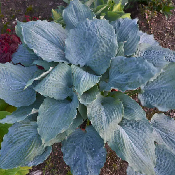 Hosta Diamond Lake