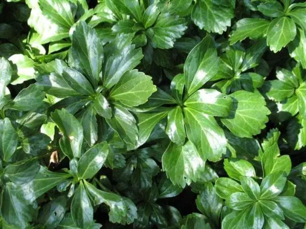 Pachysandra Green Sheen