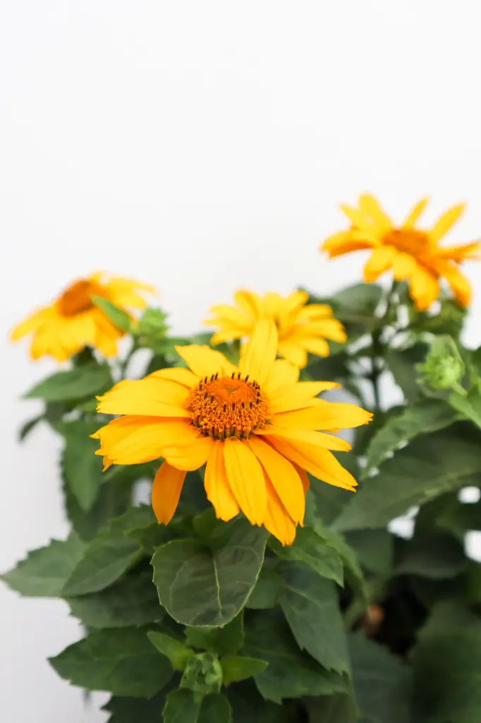 False Sunflower Tuscan Gold