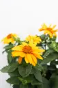 False Sunflower Tuscan Gold