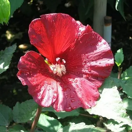 Hibiscus Cranberry Punch