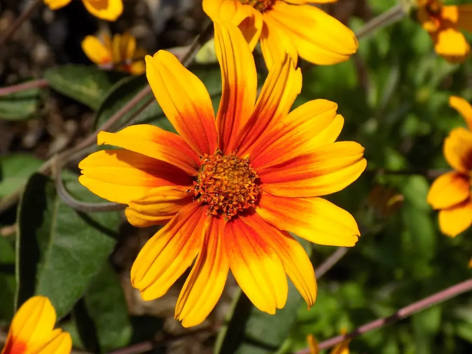 False Sunflower Burning Hearts