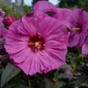 Hibiscus Berry Awesome