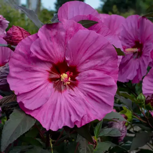 Rose Double Knockout Pink | Grimms Gardens