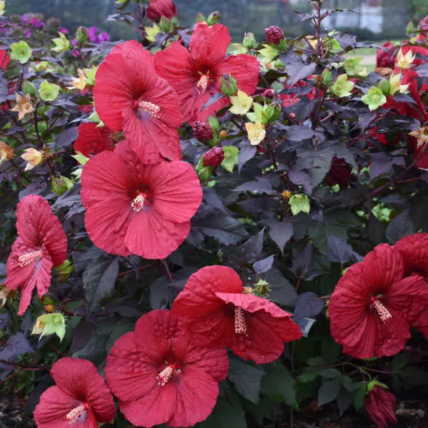 Hibiscus Holy Grail