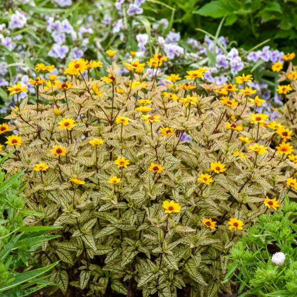 False Sunflower Touch of Blush