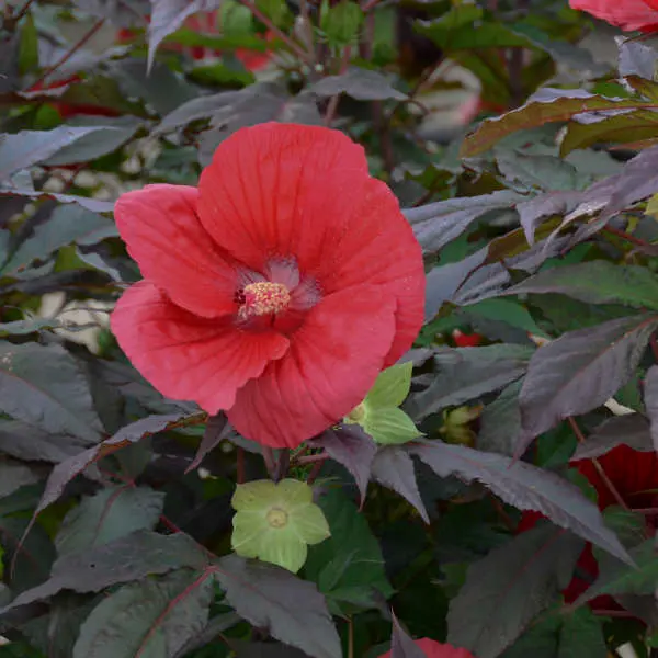 Hibiscus Midnight Marvel