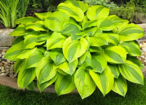 Hosta Velvet Moon