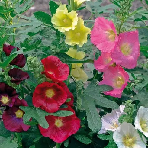 Hollyhock Las Vegas
