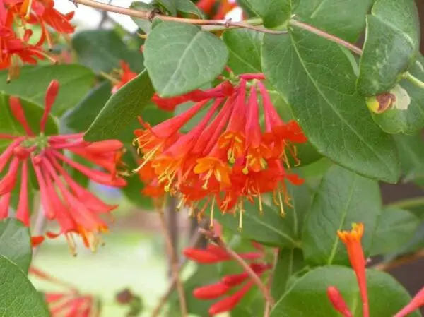 Honeysuckle Goldflame