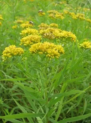 Goldenrod Grass Leaved - Native