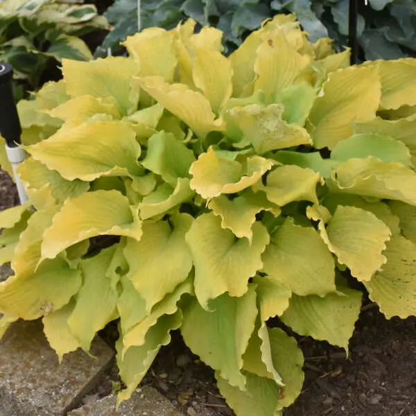 Hosta Echo the Sun