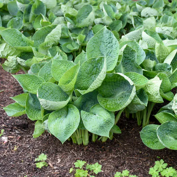 Hosta Drinking Gourd